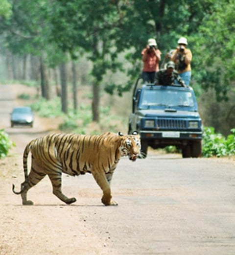 tadoba-safar