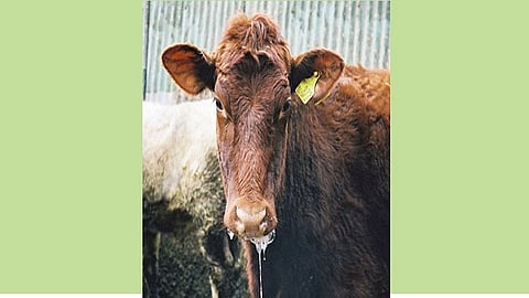 ten lakh animals will be vaccinated for lalya khurkhut dieses in the district from today