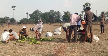 अहेरी : तेंदूपत्ता फळीवर मास्क न लावता तसेच सुरक्षित अंतराला बगल देत काम करताना मजूर.
