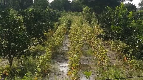 शेतकऱ्यांवर संकट; मजुरांची उपासमार; परतीच्या पावसाने शेतात कोणते काम करावे हेच कळेना
