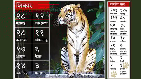 आठ वर्षांत  भारतात ७५० वाघांचा मृत्यू; राष्ट्रीय वाघ्रसंवर्धन प्राधिकरणाची माहिती