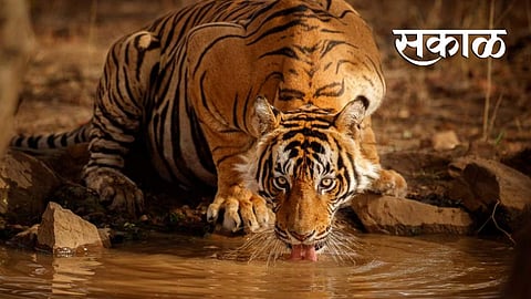 man killed in tiger attack in talodhi of chandrapur