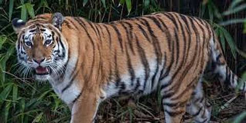 tiger finally captured success to forest department after nine months