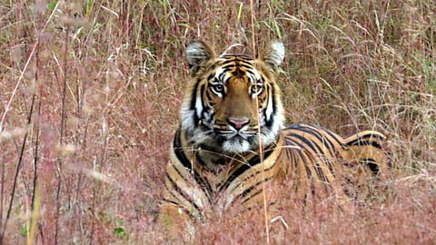 tipeshwarwildlife