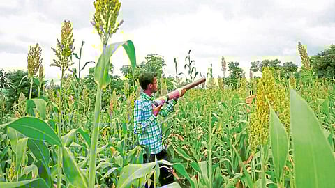नाद खुळा! वन्यप्राणी, पक्ष्यांना पळवून लावणारी तोफ