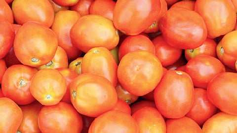 राज्यात टोमॅटो प्रतिक्विंटल ३५० ते ३८०० रुपये