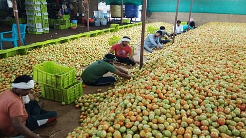 tomato pimpalgaoan baswant.jpg