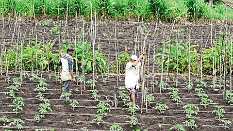 tomatoes plant.jpg