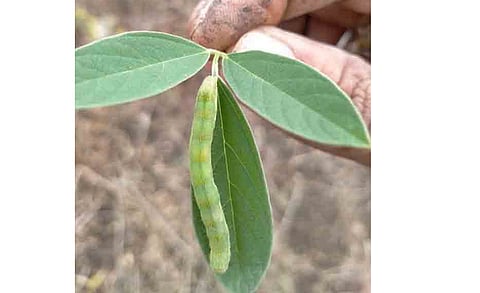 insects attack on toor crop in arni of yavatmal