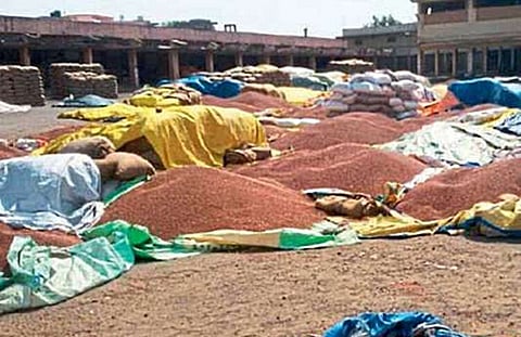 toor kharedi in washim.jpg