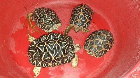 प्रतिबंधित वन्यजीवांची अवैधरित्या विक्री, मुंबईतून दोघे अटकेत