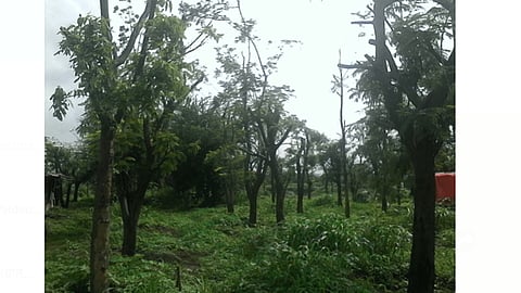 206 trees transplanted in pune city