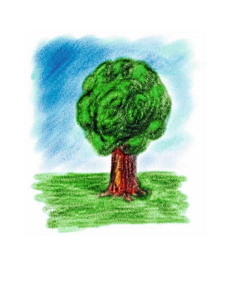 No Independent Funding For Tree Conservation Kolhapur Marathi News