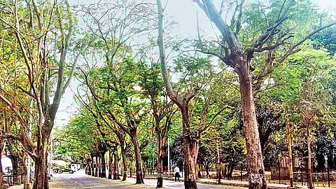 भारतीय तंत्राची मलेशियाला भुरळ! झाडांच्या संरक्षणासाठी वापरणार आपला एक नंबर 'देशी' फॉर्म्युला