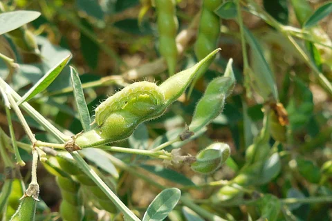 Akola News: Larvae attack on legumes, farmers start financial matching for spraying