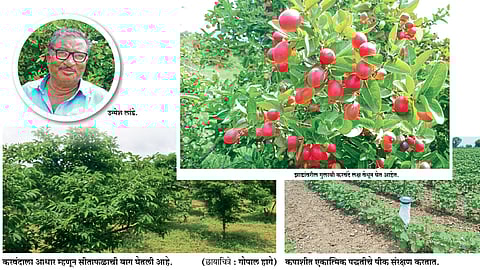 करवंदाच्या नऊशे झाडांची शेती