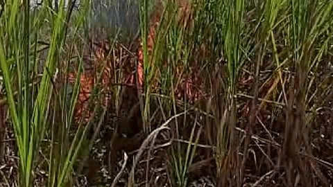 Fifteen acres of sugarcane fire in Bavda