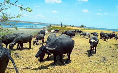 आर्वी ः निम्न वर्धा धरणात तयार झालेल्या बेटावर मुक्कामी ठेवलेल्या म्हशी.