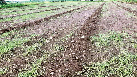 खटाव तालुक्यातील शेतकऱ्यांवर अस्मानी संकट, पिकांचे मोठे नुकसान