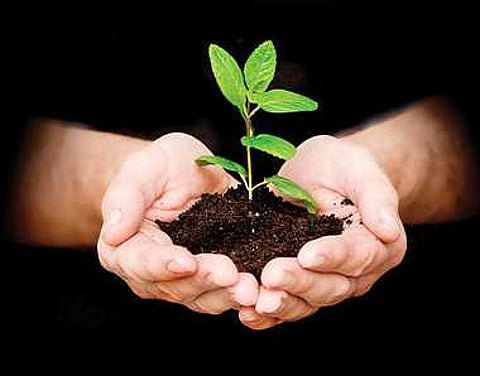 वृक्षारोपणापुर्वीच "येथील' नगरसेवकांना "फळा'ची अपेक्षा