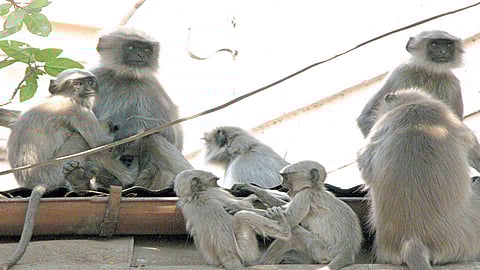 कुकुडवाड परिसरात वानरांचा धुमाकूळ; शेतशिवारात पिकांची नासधूस
