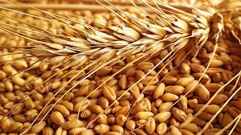 rate of wheat may increases due to rain in nagpur
