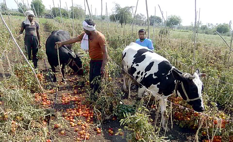 Farmer destroy agriculture at yavatmal