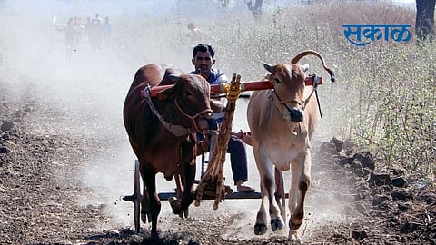 Disappointment among fans with ban on Shankarpatta Yavatmal news