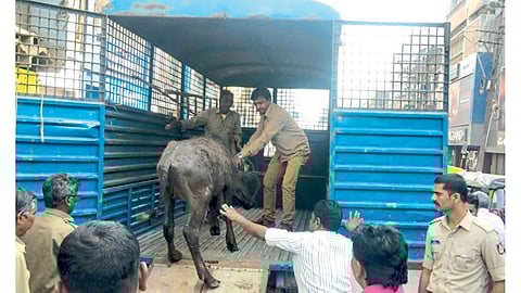 seize the dead animals under of police protection in belgum marathi news