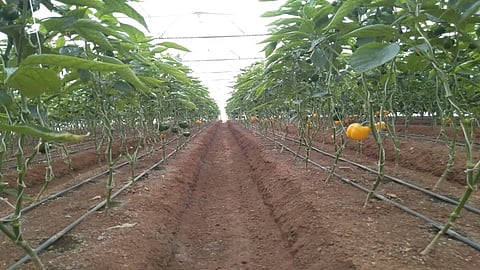 वसईच्या लाल मातीत बहरले रंगीबेरंगी सिमला मिरचीचे पीक!