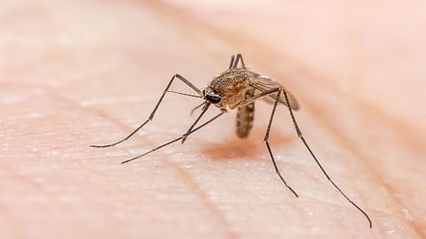 malaria insect