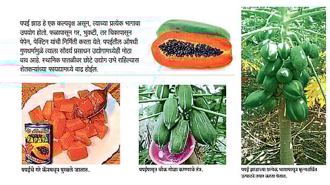 पपईपासून बनवा पेपेन, पेक्टिनसह मूल्यवर्धित उत्पादने