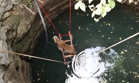 भुलीचे इंजेक्शन देऊन बिबट्याला विहरीतून सुरक्षित बाहेर काढले