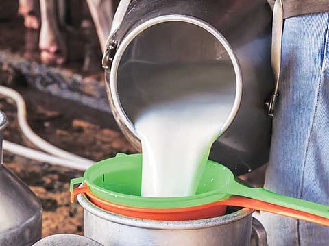 milk business issues sangli district