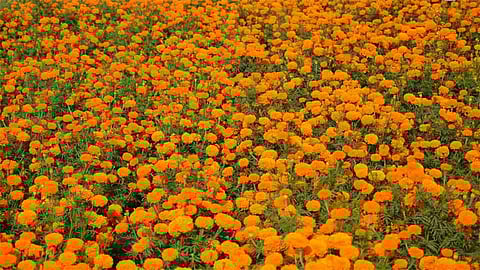 दराअभावी कोल्हापूर, सांगलीतील शेतकऱ्यांनी झेंडू ओतला घाटात