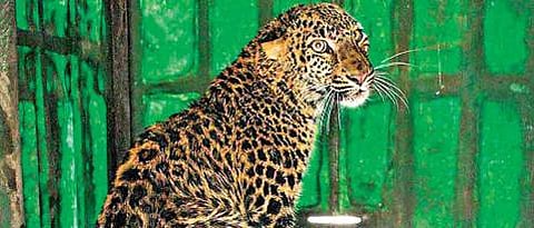 1ANIMAL_0