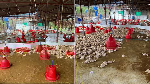 पोल्ट्री व्यावसायिक अडचणीत! चक्रीवादळात तडाख्यानंतर सरकारचे दुर्लक्ष