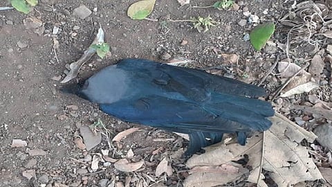 Birds flu | महाडच्या वहूर गावात कावळ्यांची तडफड! काही मृतावस्थेत; ग्रामस्थांमध्ये भीती