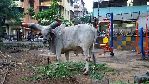 केईएमच्या दारी नंदीबैलाची स्वारी