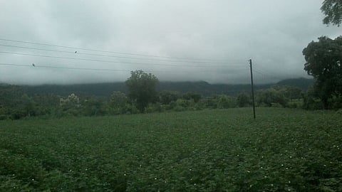 सोयगाव- श्रावणाच्या अखेरीस निसर्गाने मुक्ताफळे उधळून निरोप दिला.