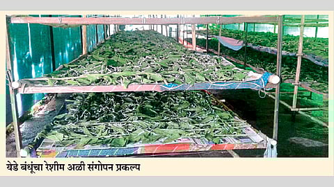 पारंपरिक शेतीपेक्षा रेशीम व्यवसायातून समाधानकारक वाटचाल