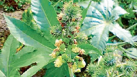 #FamilyDoctor कावीळ इच्छालयाचा आजार