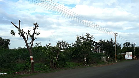 तुकोबांच्या पालखी मार्गावर शेकडो झाडांची कत्तल