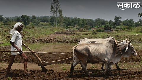 farmers deprived of accident insurance in saoli of chandrapur