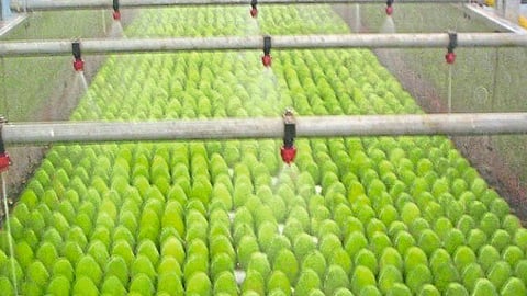 Mango First Shipment To England And Katar From Ratnagiri