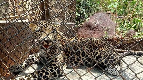रत्नागिरीत फासकीत अडकलेल्या बिबट्याची सुटका (व्हिडिओ)
