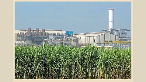 ऊस गाळपाची घाई नको