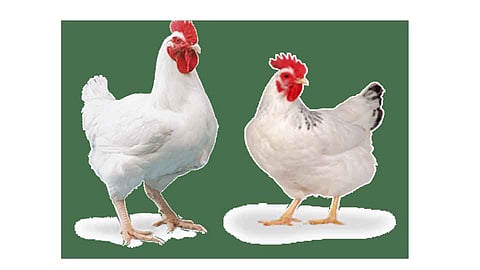 हमखास उत्पन्न देणाऱ्या सहा कोंबड्या विकसित - डॉ. सॅम लुड्रिक्स