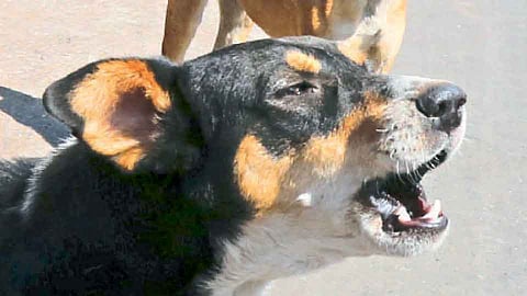 पिसाळलेल्या कुत्र्याचा सात जणांवर हल्ला, गावात दहशत