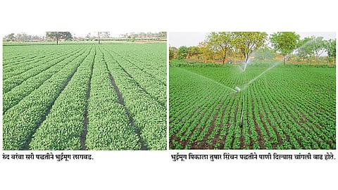 उन्हाळी भुईमूग लागवडीसाठी निवडा योग्य जाती